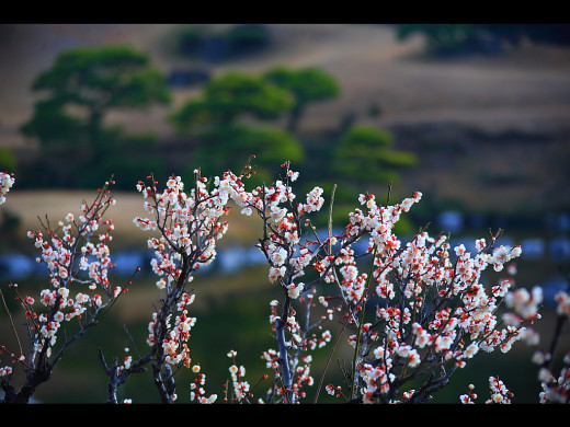 430915 (a): :1024x768